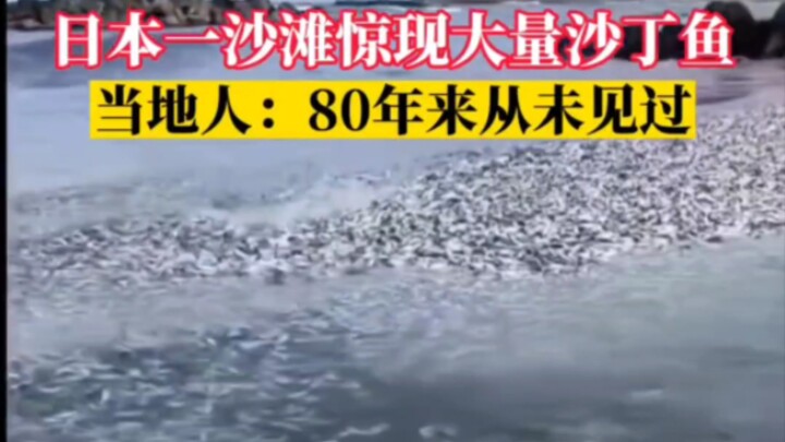 Sejumlah besar ikan sarden ditemukan di sebuah pantai di Jepang; warga setempat: “Dalam 80 tahun ter