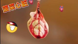 Cultivating spinach into heart tissue! Spinach is so amazing—even Popeye loves eating it!