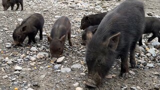 All the pigs at the pig farm have just given birth—time for a month-long postpartum nourishing meal 