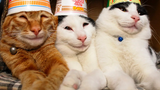 🤣 Funniest 🐶 Dogs and 😻 Cats - วิดีโอสัตว์ตลกสุดเจ๋ง 😇