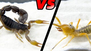 [Hewan Merayap] Parabuthus transvaalicus VS Camel Spider