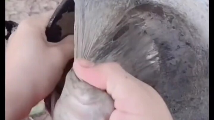 The feeling of collecting tree sap is so satisfying; I peel off the film every day.