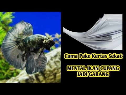 Cuma Pake Kertas Mental Ikan Cupang Jadi Garang