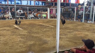 2 Hits Champion @ New Bato Cockpit Arena