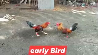 EB