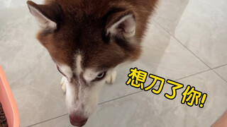 给二哈打饭时手抖了亿下，我从它眼神中看到了杀气！