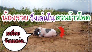 พาน้องรวยวิ่งออกกำลังกายลดพุงในสวนข้าวโพด🌽😂🤣😅