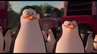 PENGUIN BUCIN ANJIRR 🥵😎🤪