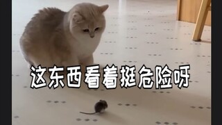 【动物治愈】养了三个废物点心