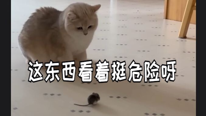 【动物治愈】养了三个废物点心