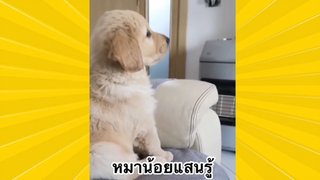 สัตว์เลี้ยงเพื่อนขนปุย : หมาน้อยแสนรู้