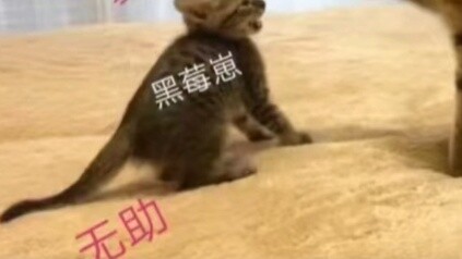 ภาพประกอบของแคทซามูไรเทอร์ไรเออร์