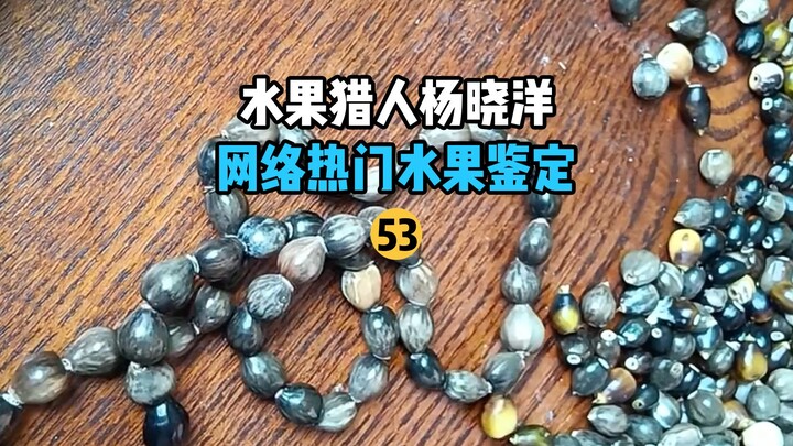 【صياد الفواكه】 تحديد هوية الفواكه الشائعة على الإنترنت 53