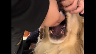 Dog: You're making pancakes right here