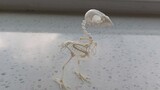 Record a skeletal specimen making (Wen Bird)
