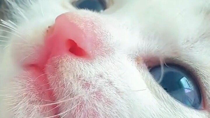Turns out you really can use a kitten to control its mother!
