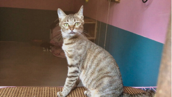 After giving birth, the little wildcat has gone “pregnancy‑dazed,” sticking out her tongue and actin
