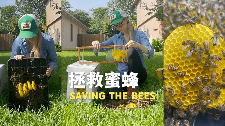 Menyelamatkan lebah di tutup kotak meteran air 🐝 plus sedikit kejutan!