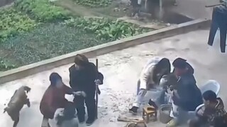 狗子掉进粪坑后，狗子: 人人有粪，人人有粪奥，都有的别急