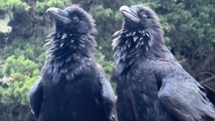 Khi bạn chạm vào móng chân của con quạ, nó sẽ lập tức trưng ra một biểu cảm đầy ngỡ ngàng!