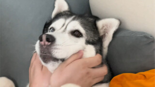 This is the correct way to pet a dog