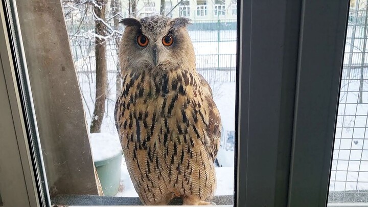 วันหิมะตกหนักจับนกฮูกขังไว้นอกหน้าต่าง อย่าถามนะ ถ้าถามก็คือจงใจแน่นอน!