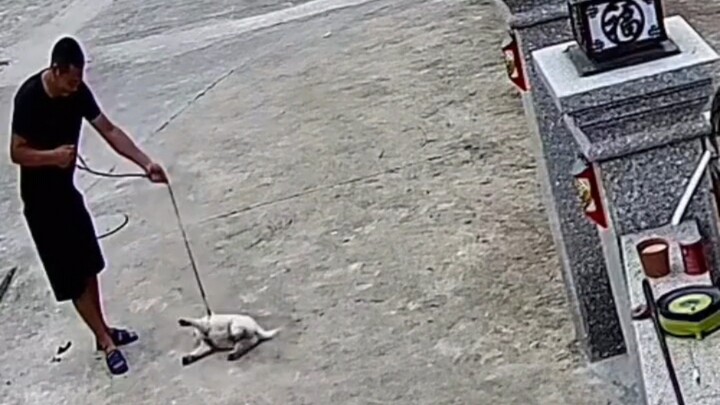 Sprayed it—30 seconds later, the dog let out a惨叫 and collapsed.