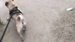 Xin lỗi, anh bạn chó, tôi không nhanh bằng anh