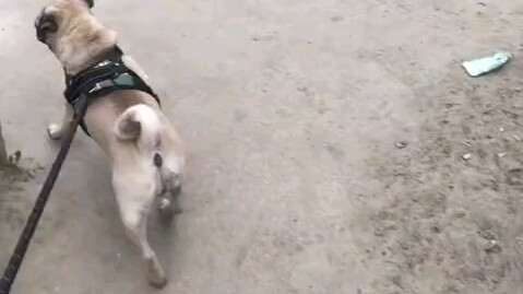 Sorry, Dog Brother, I'm not as fast as you