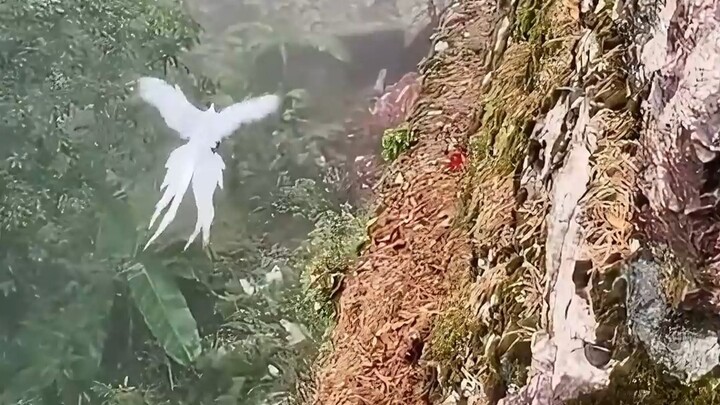 Apakah burung ini masih bisa diselamatkan?