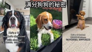满分狗狗的小秘密