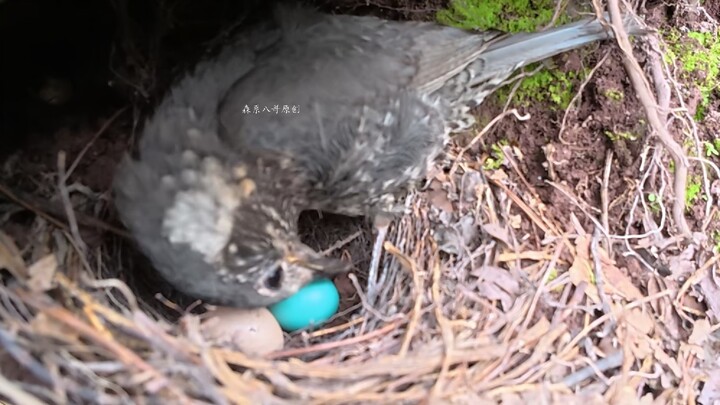 แม่นกครุ่นคิดอยู่นาน ก่อนจะโยนไข่นกกาเหว่าออกจากรังในที่สุด มันน่าพึงพอใจจริงๆ