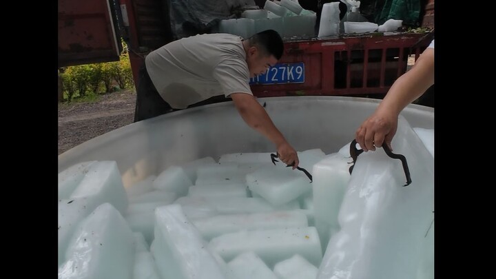 Cuaca panas terik bikin nggak tahan, beli satu truk es batu besar buat sejukkan anjing-anjing di kan