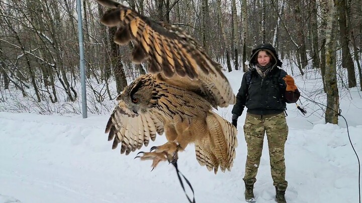 Cú mèo vào rừng, quạ sợ đến mức kêu váng!