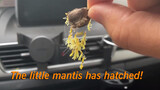 100 little mantis hatched unexpectedly, which occupied my car!