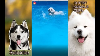 CUTEST ANIMALS IN THE WORLD #14 - Dogs love swimming compilation 2019