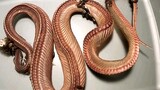 [Động vật] Bạn đã học được cách chế tạo tiêu bản rắn chưa?