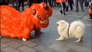 Dog: Hey, young man, you're being totally unchivalrous!