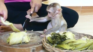 Monkey baby Maku is beautiful | Smart Baby Maku Sitting Help cut vegetables