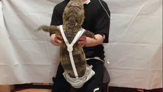 I actually really liked the little crocodile.