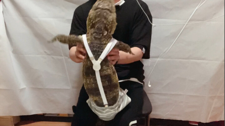 本来挺喜欢小鳄鱼的