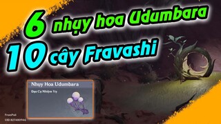 6 nhụy hoa Udumbara và 10 cây Fravashi | Quest Ngọn Lửa U Ám | Sumeru 3.6 | Genshin Impact 3.6