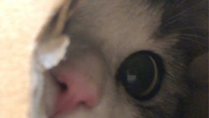 หนูต้องโดนความน่ารักของแมวฆ่าตายแน่ๆ...