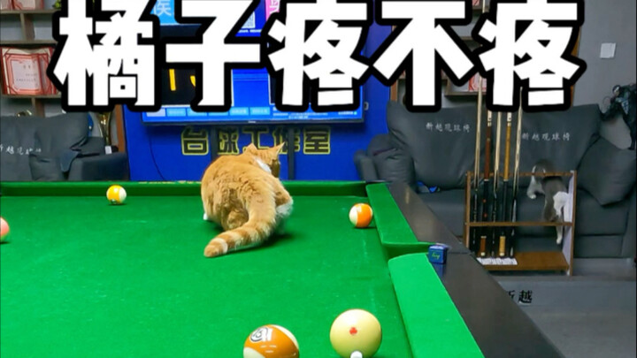 橘子又生气了