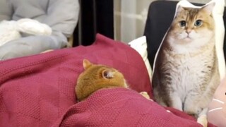 Placed my phone under the sleeping cat, and suddenly it started ringing.