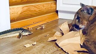 美洲狮梅西：每天一个挨打小技巧