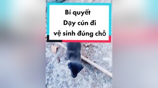 Trả lời  Bí quyết dạy cún đi vệ sinh đúng chỗ chógấu chó_cưng chócon chó daychodivesinh