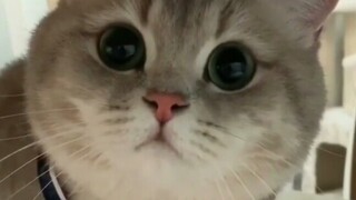 A chubby cat face looking at you—it's so cute it melts your heart!