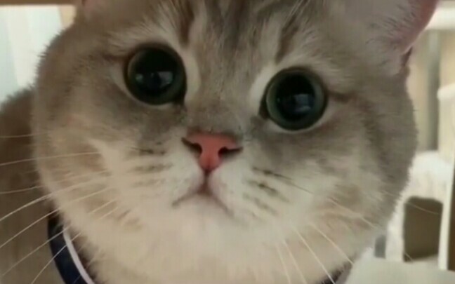 肥嘟嘟猫脸看着你，心化了好可爱
