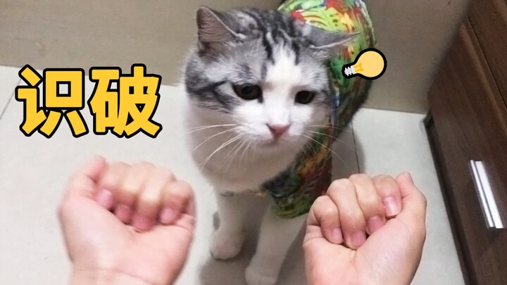 แมวเดา主人มือไหนมีของกิน ยังไม่ทันให้เริ่มก็เลือกออกมาแล้ว!